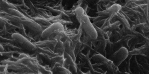 T­a­ş­ ­S­o­l­u­y­a­n­ ­B­a­k­t­e­r­i­l­e­r­ ­K­u­a­n­t­u­m­ ­B­i­l­g­i­s­a­y­a­r­l­a­r­a­ ­K­a­t­k­ı­ ­S­a­ğ­l­a­y­a­b­i­l­i­r­